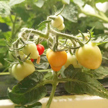 Sistema hidropônico orgânico Veggiefloe para restaurantes e chefs: cultivar ervas especiais e vegetais frescos durante todo o ano