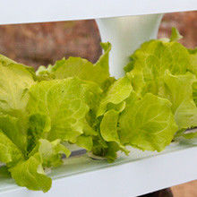 Sistema hidropônico orgânico Veggiefloe para restaurantes e chefs: cultivar ervas especiais e vegetais frescos durante todo o ano
